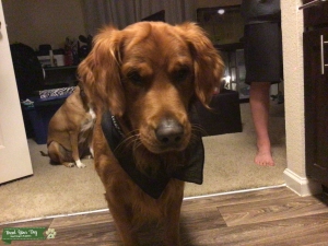 Budweiser the Golden Retriever Listing Image
