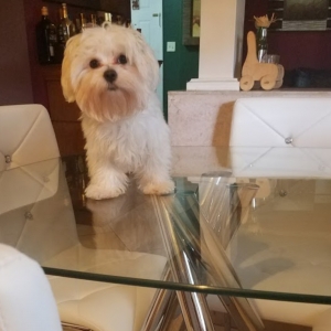 LOOKING FOR MY PERFECT PRINCESS! Listing Image