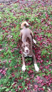 Siberian Husky/ border collie mix  Listing Image