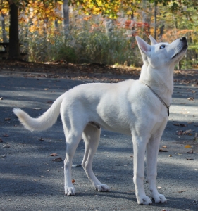 German Shepherd Husky cross for stud! Listing Image