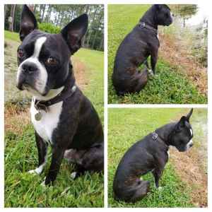 reptile heat lamp near me