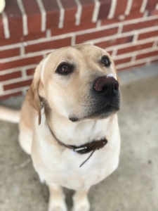 Yellow Labrador Retriever Listing Image