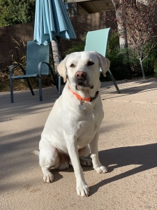 White Labrador retriever Listing Image