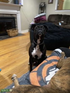 Boxer Stud Listing Image