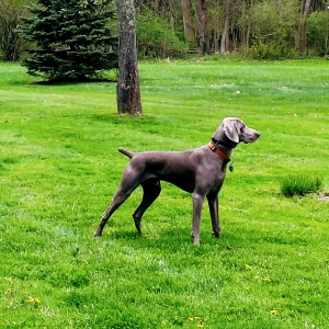 Beautiful silver male looking to carry the bloodline.  Listing Image