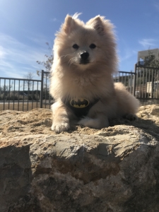 Pomeranian stud  Listing Image