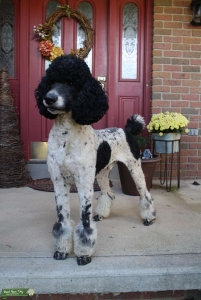 Tri colored standard poodle for stud Listing Image