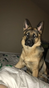 German Shepherd up for STUD Listing Image