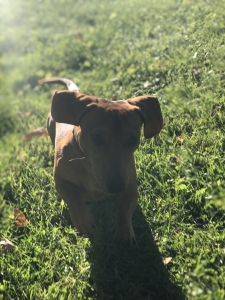 Tan 2 Y/O Male Dachshund Listing Image