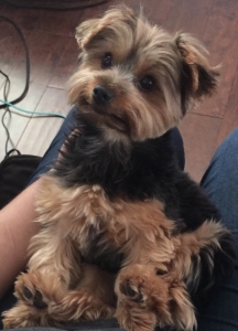 Yorkshire Terrier Listing Image