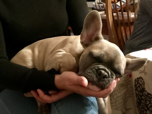 Blue Fawn French Bulldog  Listing Image