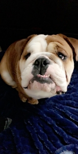 English Bulldog  Listing Image