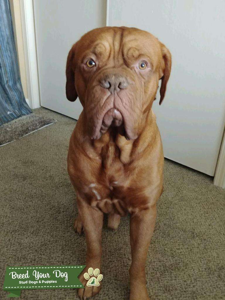 Dogue De Bordeaux/ French Mastiff Stud Dog in San Diego, the United
