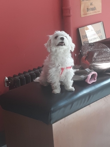 Maltese Female Looking to make puppies Listing Image