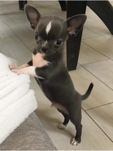 Chihuahua  looking for girl Listing Image