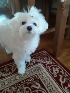 Maltese Listing Image