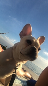 Cream French Bulldog Listing Image