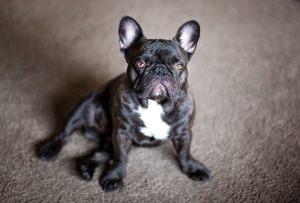 French Bulldog Stud Listing Image