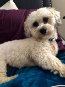 Shichon Male Looking For Female Listing Image