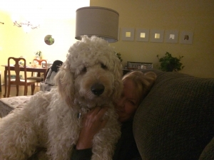 Apricot F1 Goldendoodle Listing Image