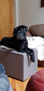Black Labrador Retriever stud Listing Image