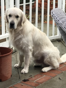 Male English Cream Looking for Girlfriend Listing Image