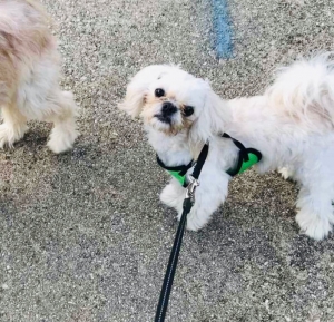 Male Shih Tzu looking for love Listing Image