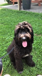 Black Newfoundland Poodle  Listing Image