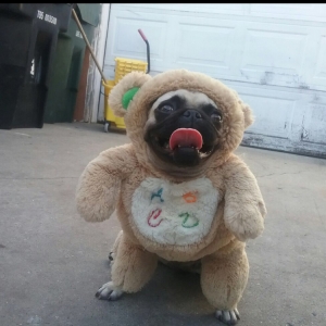 Dog Pug Needed Listing Image