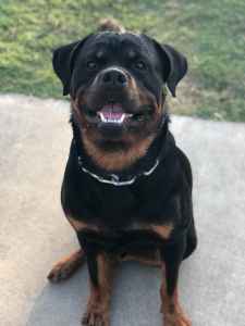 akc rottweiler