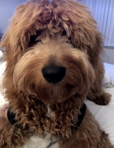 Goldendoodle  Listing Image