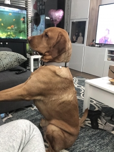 Lab Retriever Stud Available Listing Image