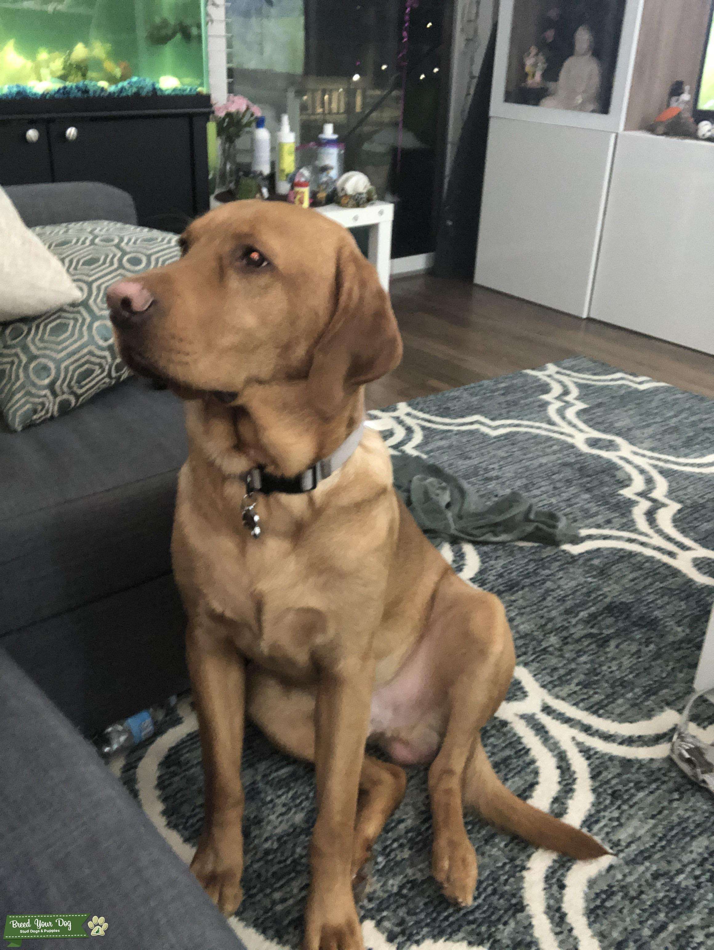 Lab Retriever Stud Available Stud Dog Minneapolis Breed Your Dog