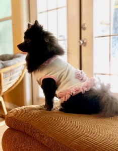 Full Bred Gray Pomeranian Listing Image