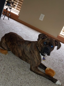 Reverse Brindle Boxer Listing Image