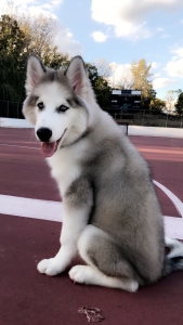 Purebred siberian Listing Image