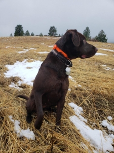 Chocolate Labrador Retriever  Listing Image