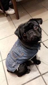Black pug Listing Image