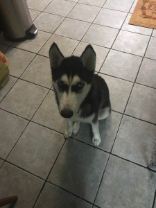 Siberian Husky looking for boyfriend Listing Image