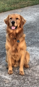 AKC registered Stud Golden Retriever Listing Image