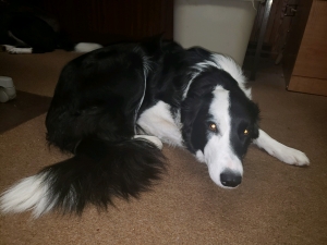 Super Temperament Female Border Collie Listing Image