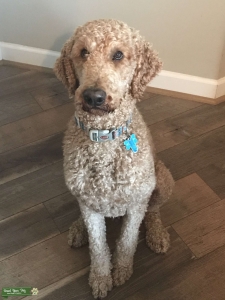 AKC Apricot Standard Poodle STUD Listing Image