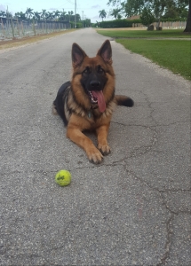 Looking for a cute GSD for mine  Listing Image
