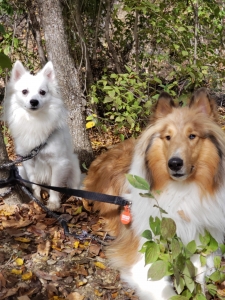 Looking for Female American Eskimo Listing Image
