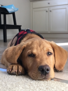 Pure Breed Red Fox Lab with friendly and playful personality  Listing Image