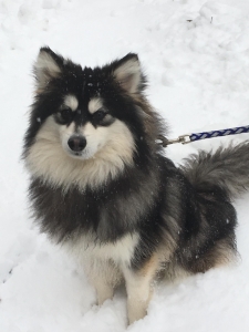 Male pomsky  Listing Image