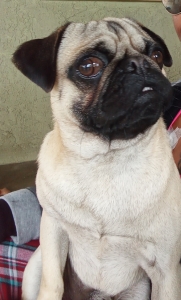 Pug stud Listing Image