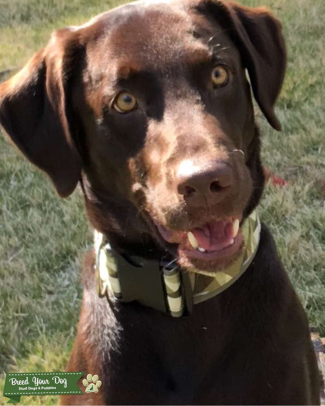 CHOCOLATE BROWN LABRADOR Stud Dog in the United States
