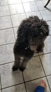 Stud dog stantand poodle Listing Image