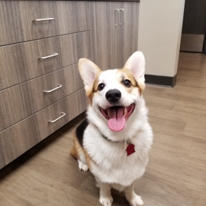 Tri Pembroke Corgi  Listing Image